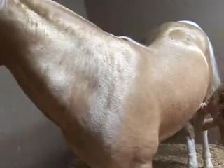 Sucking horse cock 