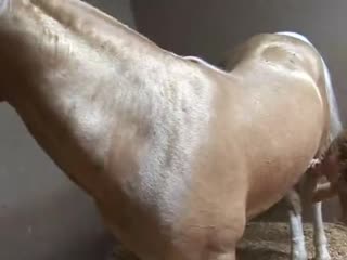 Penis porn horse Zoofilia Porn