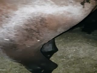 Real Horse Pissing porn 2018