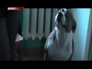 blonde get fuck dog