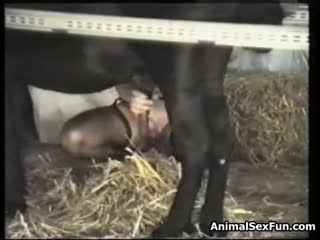 Deepthroat horse sex fun