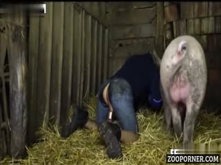 A pig fucks my crazy husband A boar fucks a man's ass
