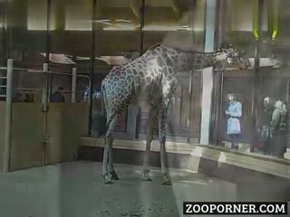 Giraffe's Attraction: A Unique and Surprising Love Story!