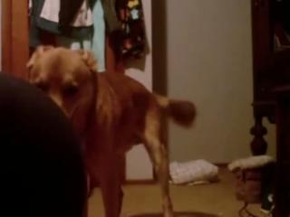 K9-Loving Whore Gets Banged By Dog In Fabulous Zoophilia Movie!