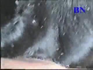 High-quality sex movies online for free with a man kicking a cow in the p*ss