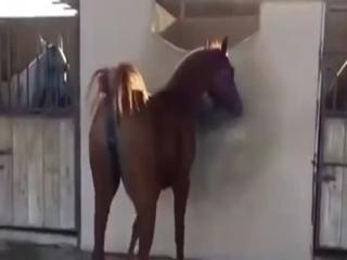 Free zoo porn dog free porn video xxx SEXY HORSE MARE - Zoo Porn Horse Sex, Zoo Porn Men, Zoophilia