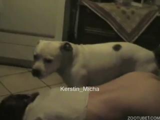 My white dog had a doggy sex encounter with my hot wife - Zoo Porn Dog Sex, Zoophilia